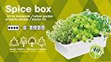 SeedBox Spice Box SBAROM - Huerto Urbano, 4 aromáticas, (albahaca, Cilantro,...