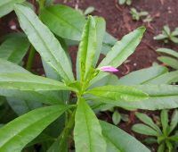 El eleuterococo para adelgazar ¿Funciona?