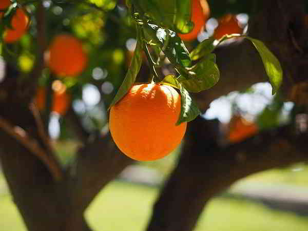 Propiedades y beneficios de la Naranja y Nenufar Blanco