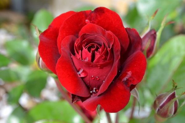  Propiedades y beneficios de la Rosa y la Rosa Roja