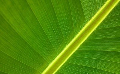 hoja-de-banana