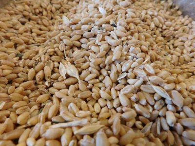 Cereales integrales con contenido en cromo