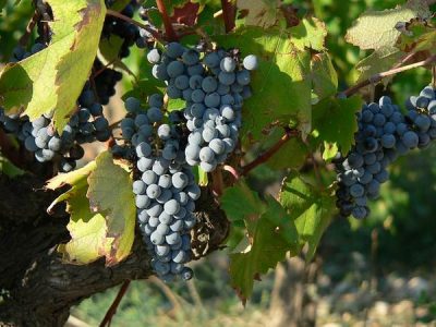 Pasas de uvas y el buen consumo de la uva