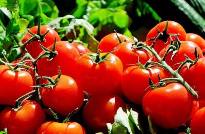Composición y disecado del tomate