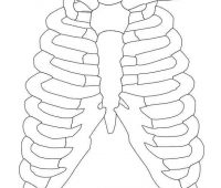 Remedios caseros para fracturas de la caja costillar