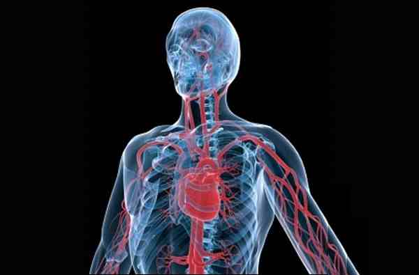Remedios caseros para las hemorragias internas y externas