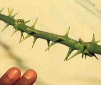 Remedios caseros para las heridas con espinas y fiebre