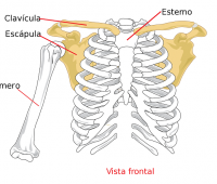Remedios caseros por fracturas de clavícula y espina dorsal