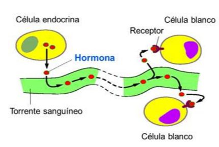 hormonas